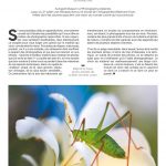 Print simple magazine Déclic